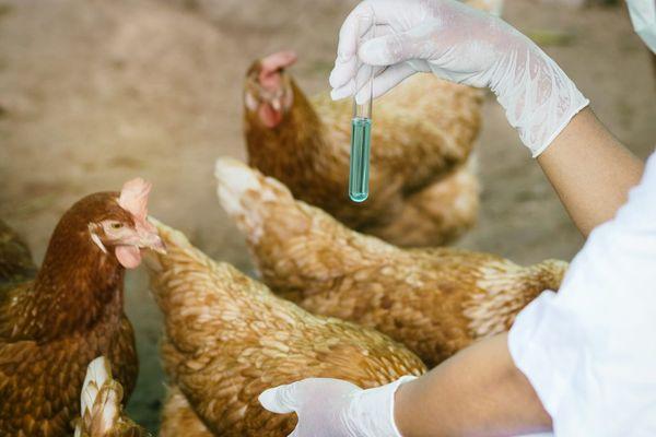 Вакцинация птицы Вакцинация птицы