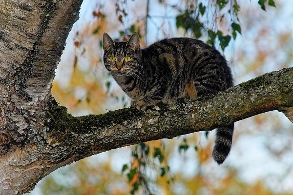 Нужно ли снимать кошку с дерева? Нужно ли снимать кошку с дерева?